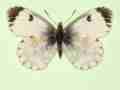 Anthocharis cardamines female (aberrant form schepdaeli + pupillata) (Internet Image property of respective owner, non-commercial use only)